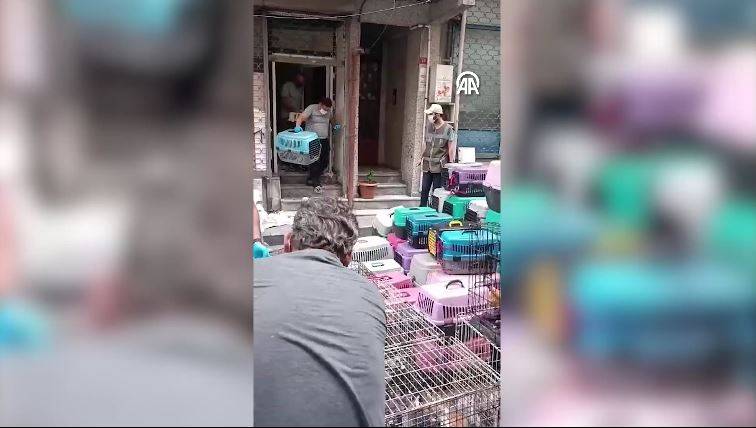 Dükkanda 85 kediyi alıkoydu rekor ceza yedi 10